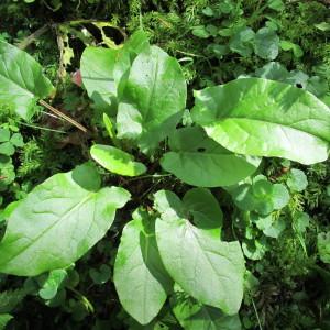 Photographie n°98293 du taxon Rumex arifolius All. [1773]