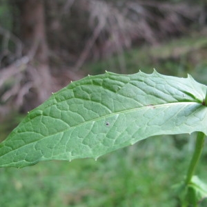 Photographie n°98299 du taxon Crepis paludosa (L.) Moench [1794]