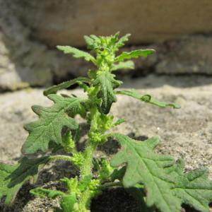 Photographie n°98306 du taxon Chenopodium pumilio R.Br. [1810]