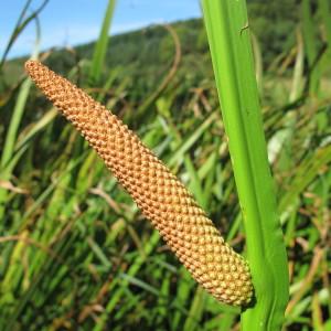 Photographie n°98321 du taxon Acorus calamus L. [1753]