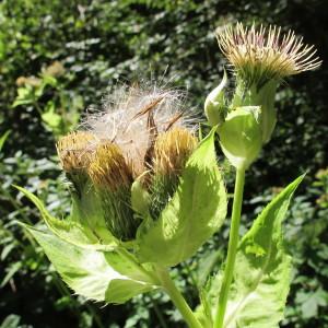 Photographie n°98323 du taxon Cirsium oleraceum (L.) Scop. [1769]