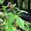  Hugues Tinguy - Impatiens glandulifera Royle [1833]