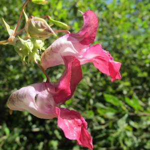 Photographie n°98327 du taxon Impatiens glandulifera Royle [1833]