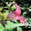  Hugues Tinguy - Impatiens glandulifera Royle [1833]