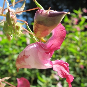 Photographie n°98330 du taxon Impatiens glandulifera Royle [1833]