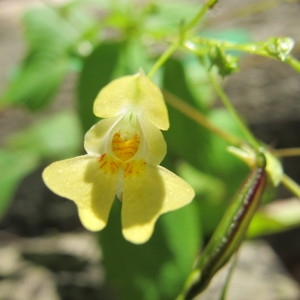 Photographie n°98335 du taxon Impatiens parviflora DC. [1824]