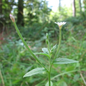 Photographie n°98336 du taxon Epilobium roseum Kit. ex Hausskn. [1884]