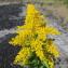  Hugues Tinguy - Solidago gigantea Aiton [1789]