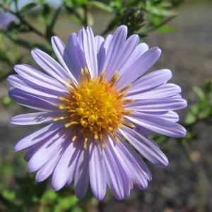 Photographie n°98370 du taxon Aster novi-belgii L. [1753]