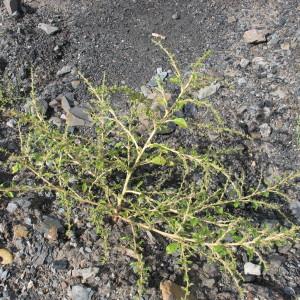 Photographie n°98375 du taxon Amaranthus albus L. [1759]