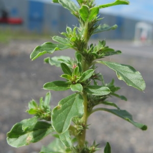 Photographie n°98377 du taxon Amaranthus albus L. [1759]