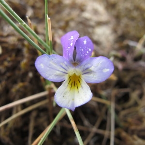 Photographie n°98380 du taxon Viola saxatilis subsp. curtisii (E.Forst.) Kirschner & Skalicky [1989]