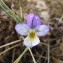  Hugues Tinguy - Viola saxatilis subsp. curtisii (E.Forst.) Kirschner & Skalicky [1989]