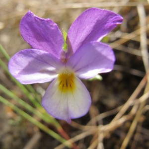 Photographie n°98381 du taxon Viola saxatilis subsp. curtisii (E.Forst.) Kirschner & Skalicky [1989]