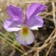  Hugues Tinguy - Viola saxatilis subsp. curtisii (E.Forst.) Kirschner & Skalicky [1989]