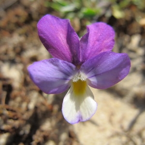 Photographie n°98382 du taxon Viola saxatilis subsp. curtisii (E.Forst.) Kirschner & Skalicky [1989]