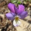  Hugues Tinguy - Viola saxatilis subsp. curtisii (E.Forst.) Kirschner & Skalicky [1989]