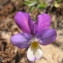  Hugues Tinguy - Viola saxatilis subsp. curtisii (E.Forst.) Kirschner & Skalicky [1989]