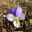  Hugues Tinguy - Viola saxatilis subsp. curtisii (E.Forst.) Kirschner & Skalicky [1989]