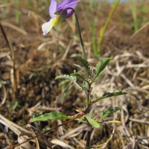 Photographie n°98385 du taxon Viola saxatilis subsp. curtisii (E.Forst.) Kirschner & Skalicky [1989]