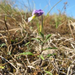 Photographie n°98386 du taxon Viola saxatilis subsp. curtisii (E.Forst.) Kirschner & Skalicky [1989]