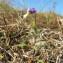  Hugues Tinguy - Viola saxatilis subsp. curtisii (E.Forst.) Kirschner & Skalicky [1989]