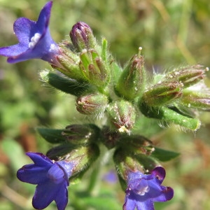 Anchusa microcalyx Vis. (Buglosse officinale)