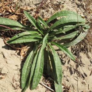 Photographie n°98389 du taxon Anchusa officinalis L. [1753]