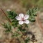  Hugues Tinguy - Erodium lebelii Jord. [1852]