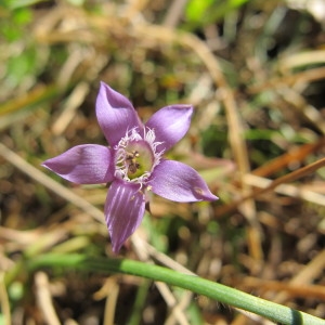 Photographie n°98405 du taxon Gentianella germanica (Willd.) Börner [1912]