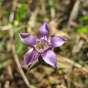 Gentiana germanica Willd. subsp. germanica (Gentiane d'Allemagne)