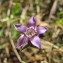  Hugues Tinguy - Gentianella germanica (Willd.) Börner [1912]