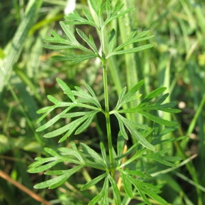 Selinum turfosum Baumg. (Sélin douteux)