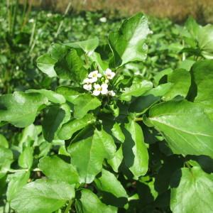 Photographie n°98440 du taxon Nasturtium officinale R.Br. [1812]