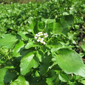 Photographie n°98441 du taxon Nasturtium officinale R.Br. [1812]