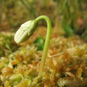 Photographie n°98442 du taxon Viola palustris L. [1753]