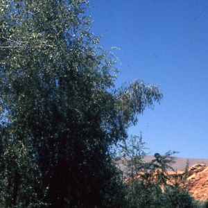 Photographie n°98476 du taxon Populus euphratica Oliv.