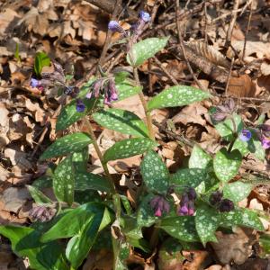 Photographie n°98502 du taxon Pulmonaria officinalis L. [1753]