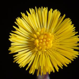 Photographie n°98510 du taxon Tussilago farfara L. [1753]