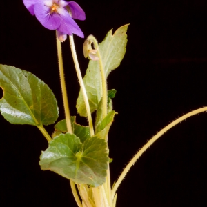 Photographie n°98517 du taxon Viola hirta L. [1753]