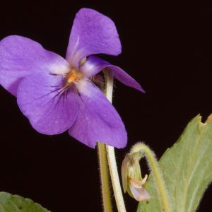 Photographie n°98521 du taxon Viola hirta L. [1753]