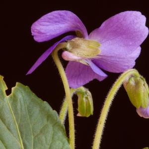 Photographie n°98522 du taxon Viola hirta L. [1753]