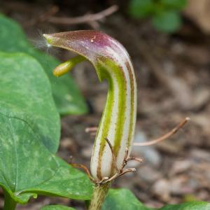 Arisarum vulgare subsp. incurvatum Holmboe (Arisarum)