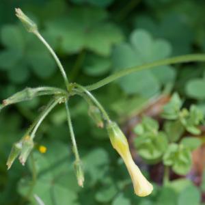 Photographie n°98536 du taxon Oxalis pes-caprae L. [1753]