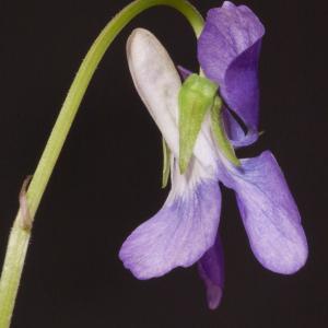 Photographie n°98549 du taxon Viola riviniana Rchb. [1823]