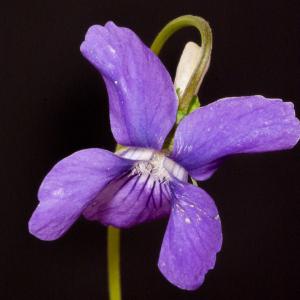 Photographie n°98550 du taxon Viola riviniana Rchb. [1823]