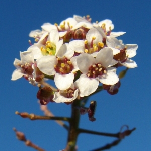 Photographie n°98551 du taxon Lobularia maritima (L.) Desv.