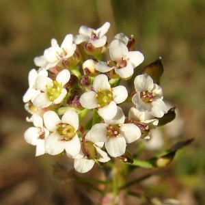 Photographie n°98553 du taxon Lobularia maritima (L.) Desv.