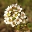  Paul Fabre - Lobularia maritima (L.) Desv.