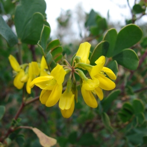 Photographie n°98556 du taxon Coronilla valentina subsp. glauca (L.) Batt. [1889]